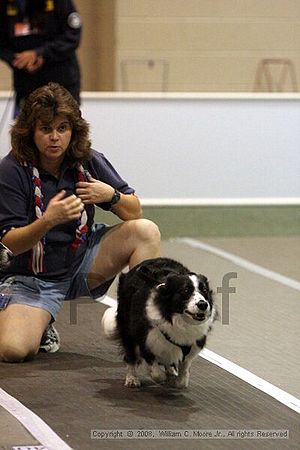 Dawg Derby Flyball Tournement<br />July 12<br />Classic Center<br />Athens, Ga