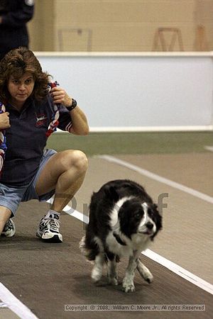 Dawg Derby Flyball Tournement<br />July 12<br />Classic Center<br />Athens, Ga