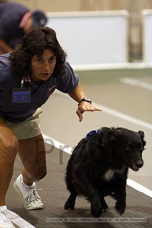 Dawg Derby Flyball Tournement<br />July 12<br />Classic Center<br />Athens, Ga