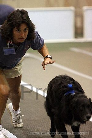 Dawg Derby Flyball Tournement<br />July 12<br />Classic Center<br />Athens, Ga