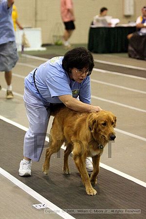 Dawg Derby Flyball Tournement<br />July 12<br />Classic Center<br />Athens, Ga