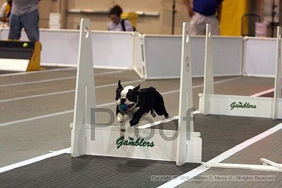 Dawg Derby Flyball Tournement<br />July 12<br />Classic Center<br />Athens, Ga