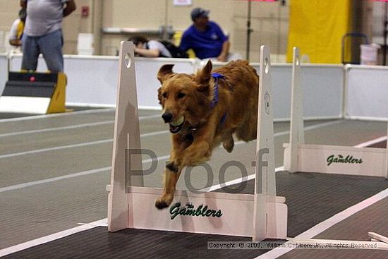 Dawg Derby Flyball Tournement<br />July 12<br />Classic Center<br />Athens, Ga