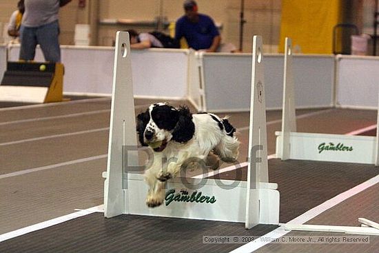 Dawg Derby Flyball Tournement<br />July 12<br />Classic Center<br />Athens, Ga