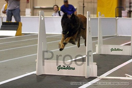 Dawg Derby Flyball Tournement<br />July 12<br />Classic Center<br />Athens, Ga