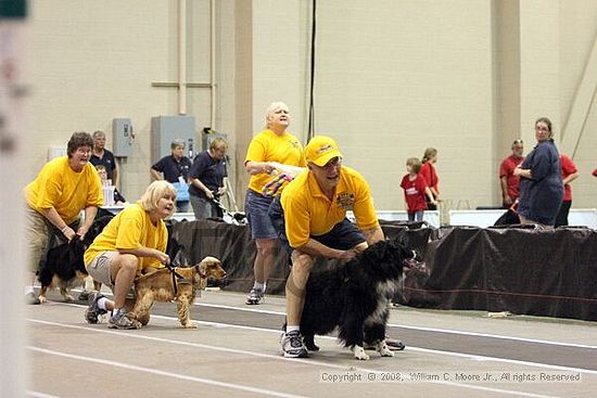 Dawg Derby Flyball Tournement<br />July 12<br />Classic Center<br />Athens, Ga