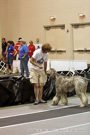Dawg Derby Flyball Tournement<br />July 12<br />Classic Center<br />Athens, Ga