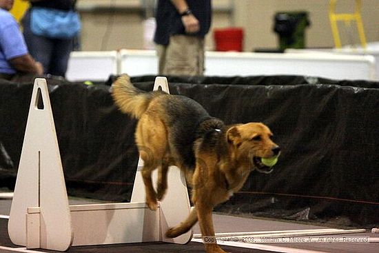Dawg Derby Flyball Tournement<br />July 12<br />Classic Center<br />Athens, Ga
