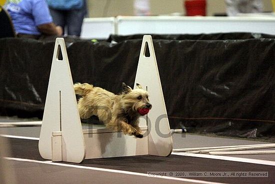 Dawg Derby Flyball Tournement<br />July 12<br />Classic Center<br />Athens, Ga