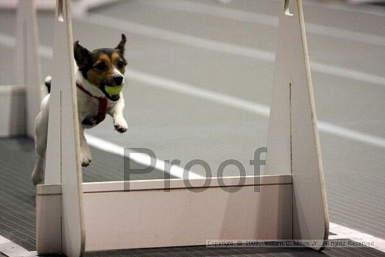 Dawg Derby Flyball Tournement<br />July 12<br />Classic Center<br />Athens, Ga