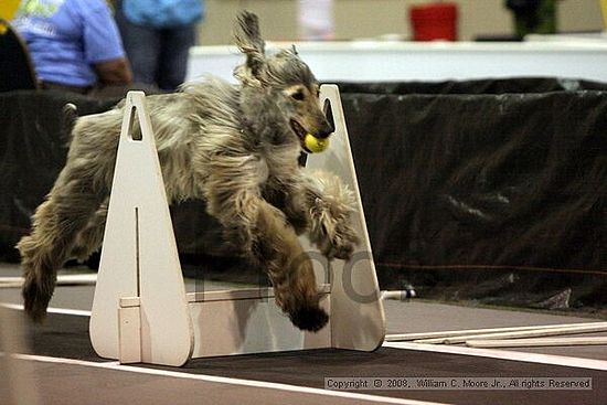 Dawg Derby Flyball Tournement<br />July 12<br />Classic Center<br />Athens, Ga