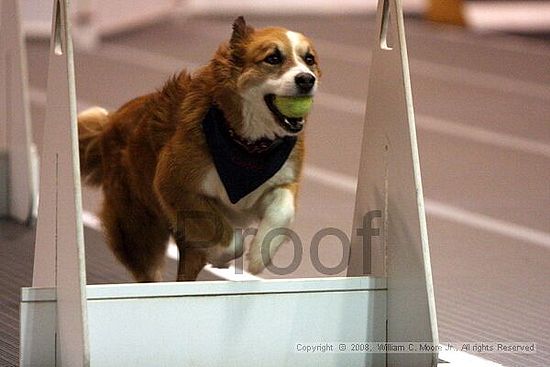 Dawg Derby Flyball Tournement<br />July 12<br />Classic Center<br />Athens, Ga