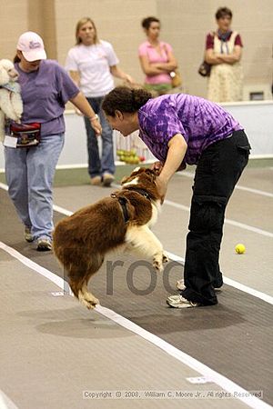Dawg Derby Flyball Tournement<br />July 12<br />Classic Center<br />Athens, Ga