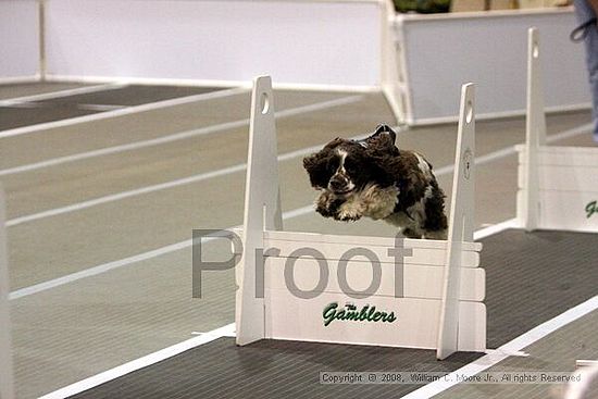 Dawg Derby Flyball Tournement<br />July 12<br />Classic Center<br />Athens, Ga