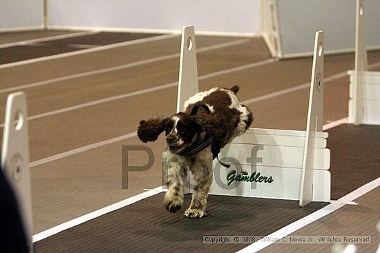 Dawg Derby Flyball Tournement<br />July 12<br />Classic Center<br />Athens, Ga