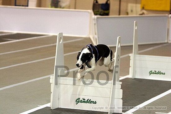 Dawg Derby Flyball Tournement<br />July 12<br />Classic Center<br />Athens, Ga