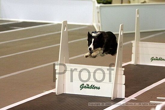 Dawg Derby Flyball Tournement<br />July 12<br />Classic Center<br />Athens, Ga