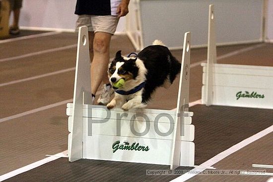 Dawg Derby Flyball Tournement<br />July 12<br />Classic Center<br />Athens, Ga