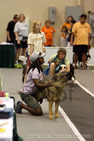 Dawg Derby Flyball Tournement<br />July 12<br />Classic Center<br />Athens, Ga
