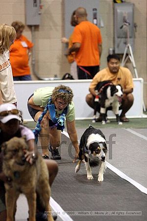 Dawg Derby Flyball Tournement<br />July 12<br />Classic Center<br />Athens, Ga