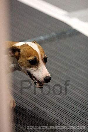 Dawg Derby Flyball Tournement<br />July 12<br />Classic Center<br />Athens, Ga