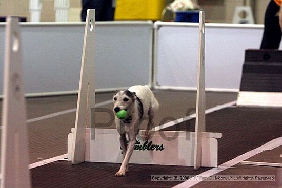 Dawg Derby Flyball Tournement<br />July 13<br />Classic Center<br />Athens, Ga