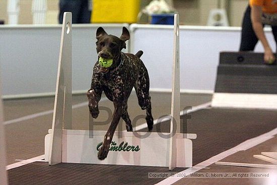 Dawg Derby Flyball Tournement<br />July 13<br />Classic Center<br />Athens, Ga