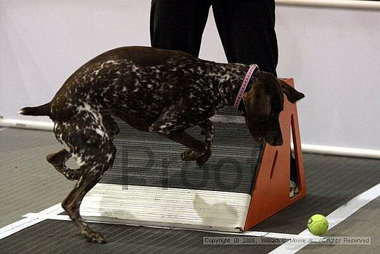 Dawg Derby Flyball Tournement<br />July 13<br />Classic Center<br />Athens, Ga