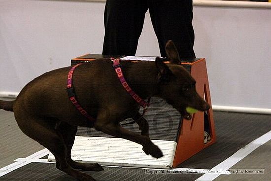 Dawg Derby Flyball Tournement<br />July 13<br />Classic Center<br />Athens, Ga