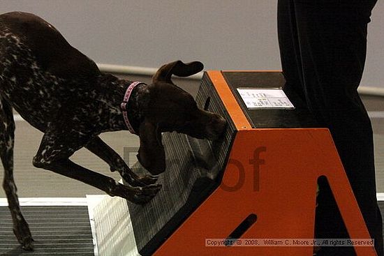 Dawg Derby Flyball Tournement<br />July 13<br />Classic Center<br />Athens, Ga
