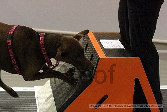 Dawg Derby Flyball Tournement<br />July 13<br />Classic Center<br />Athens, Ga
