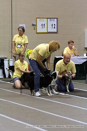 Dawg Derby Flyball Tournement<br />July 13<br />Classic Center<br />Athens, Ga