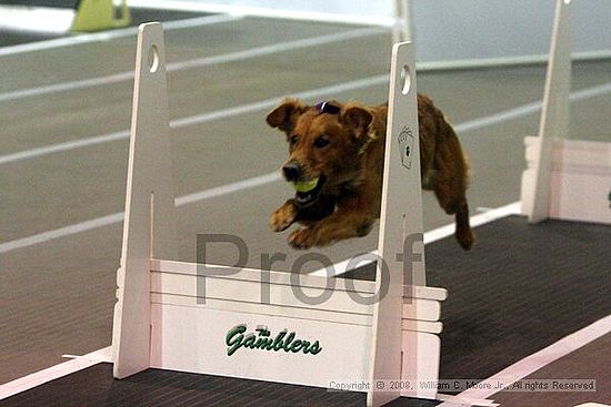 Dawg Derby Flyball Tournement<br />July 13<br />Classic Center<br />Athens, Ga