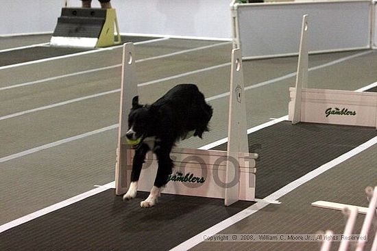 Dawg Derby Flyball Tournement<br />July 13<br />Classic Center<br />Athens, Ga