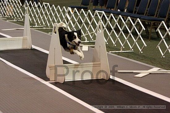 Dawg Derby Flyball Tournement<br />July 13<br />Classic Center<br />Athens, Ga