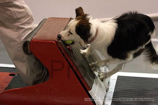 Dawg Derby Flyball Tournement<br />July 13<br />Classic Center<br />Athens, Ga