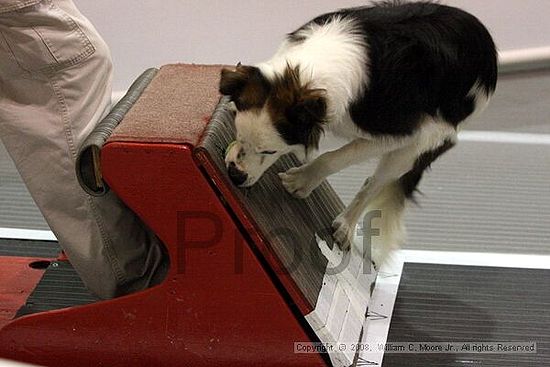 Dawg Derby Flyball Tournement<br />July 13<br />Classic Center<br />Athens, Ga