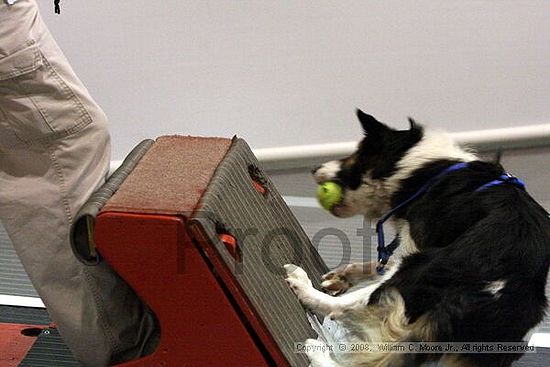 Dawg Derby Flyball Tournement<br />July 13<br />Classic Center<br />Athens, Ga
