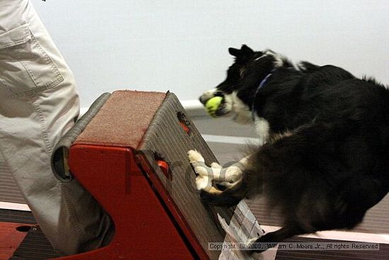 Dawg Derby Flyball Tournement<br />July 13<br />Classic Center<br />Athens, Ga
