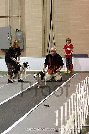 Dawg Derby Flyball Tournement<br />July 13<br />Classic Center<br />Athens, Ga