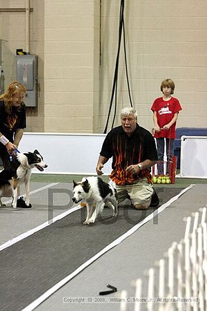 Dawg Derby Flyball Tournement<br />July 13<br />Classic Center<br />Athens, Ga