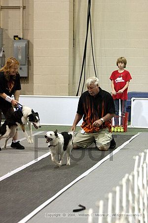 Dawg Derby Flyball Tournement<br />July 13<br />Classic Center<br />Athens, Ga