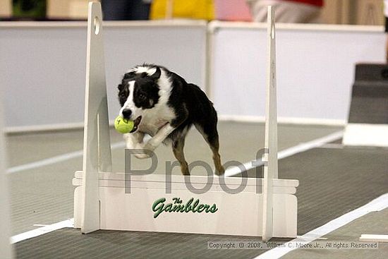 Dawg Derby Flyball Tournement<br />July 13<br />Classic Center<br />Athens, Ga
