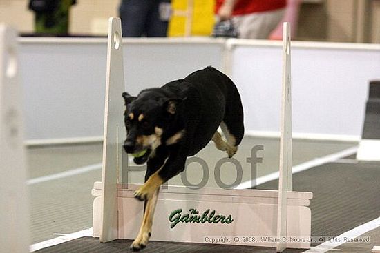 Dawg Derby Flyball Tournement<br />July 13<br />Classic Center<br />Athens, Ga