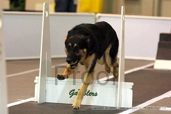 Dawg Derby Flyball Tournement<br />July 13<br />Classic Center<br />Athens, Ga