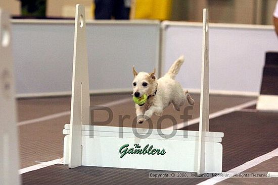 Dawg Derby Flyball Tournement<br />July 13<br />Classic Center<br />Athens, Ga