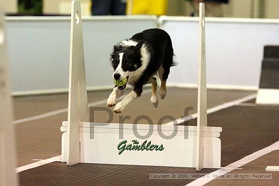 Dawg Derby Flyball Tournement<br />July 13<br />Classic Center<br />Athens, Ga