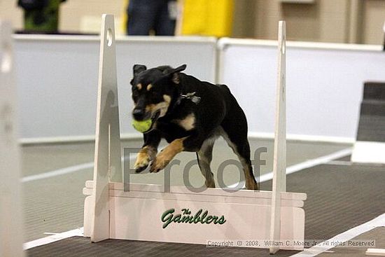 Dawg Derby Flyball Tournement<br />July 13<br />Classic Center<br />Athens, Ga