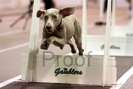 Dawg Derby Flyball Tournement<br />July 13<br />Classic Center<br />Athens, Ga