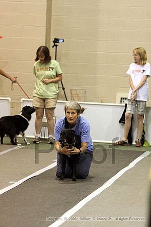 Dawg Derby Flyball Tournement<br />July 13<br />Classic Center<br />Athens, Ga